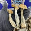 Hillbilly Shroom Strain