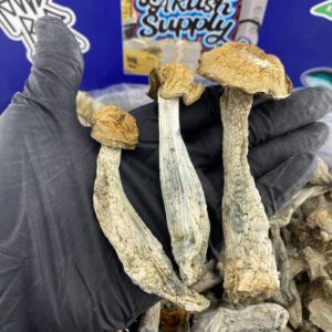 Hillbilly Shroom Strain